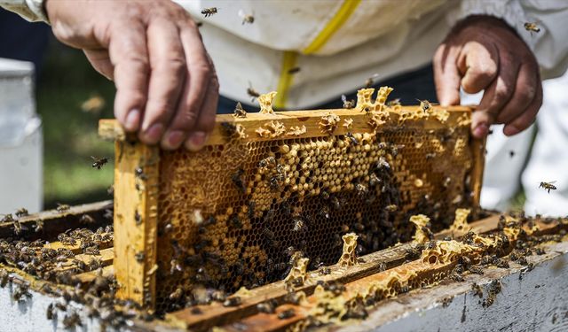 Doğu Karadeniz'den 8 ayda 11 ülkeye dev bal ihracı
