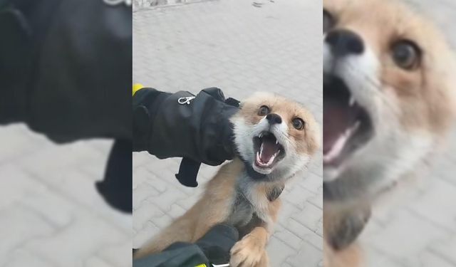 Şarkışla'da binaya tilki girdi!