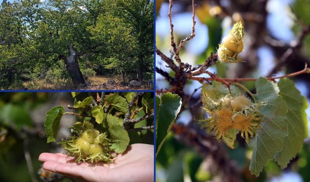 Türk fındığı ağaçları 500 yaşında, hala meyve veriyor