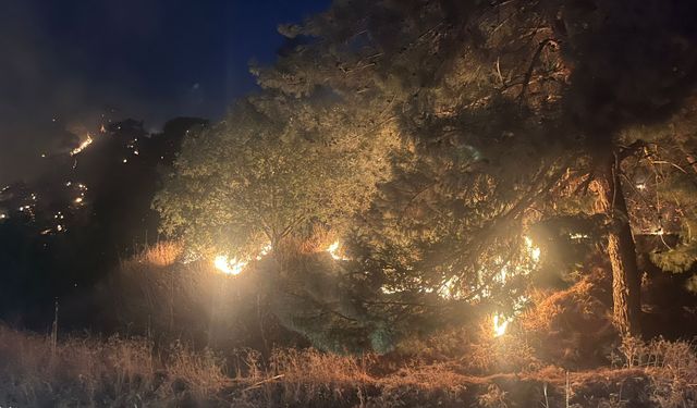 Aydın'da zeytinlik  alanda yangın çıktı