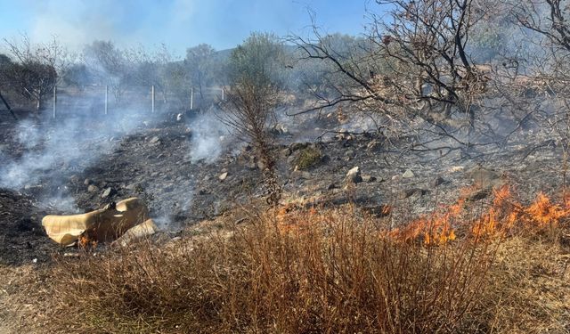 Balıkesir'de Anız Yangını