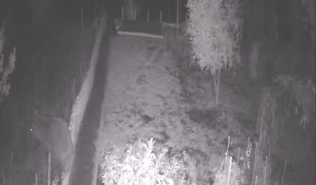 Bozayı bahçeye girerek tellere zarar verdi