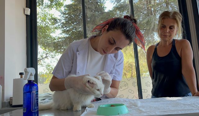 Bursa'da Kedi Sütlaç'a yuva aranıyor