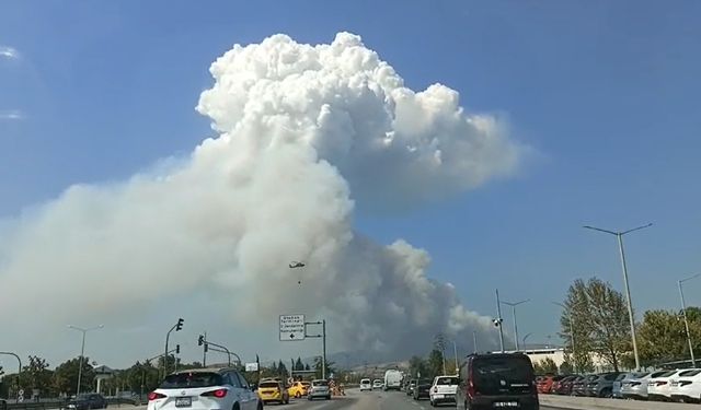 Bursa'da orman yangını çıktı