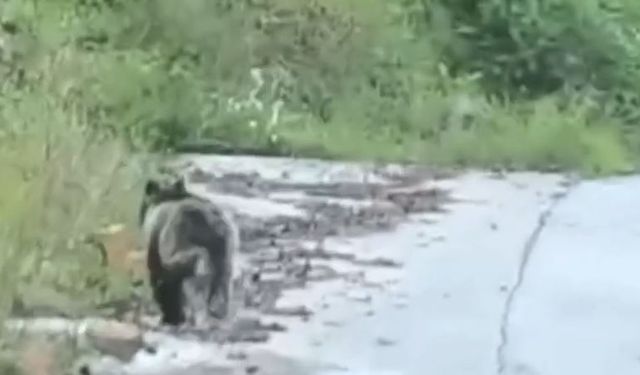 Çamlıhemşin'de ayı köye indi