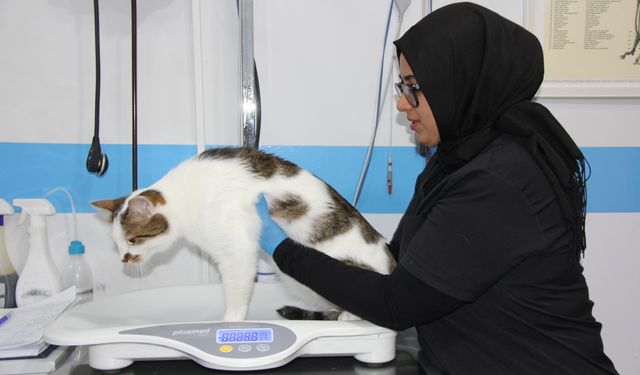 Depresyona giren kedi antidepresanla tedavi edildi!