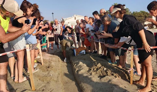 Ege kıyılarında 469 caretta yavrusu denizle buluştu