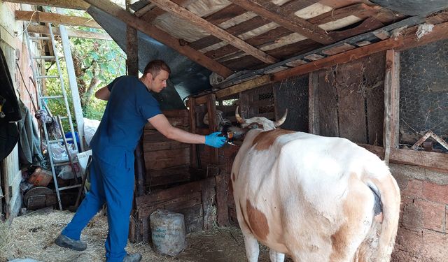 Kastamonu'da köylere hayvanların giriş ve çıkışları yasaklandı