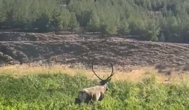Mahsur kalan kızılgeyik kurtarıldı