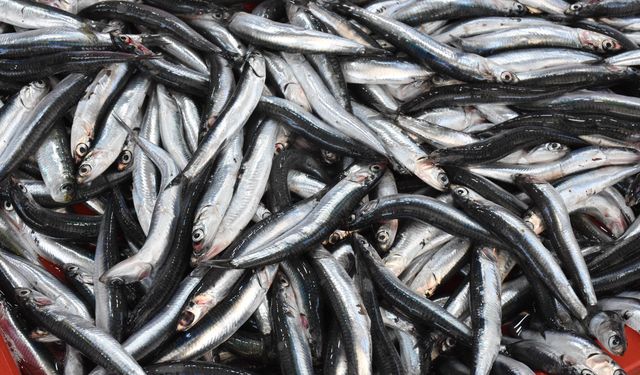 Sardalyaya ilgi büyük