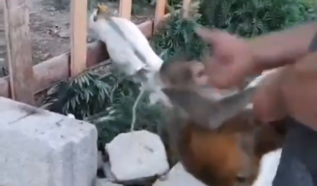 Şiddet gören maymun, koruma altına alındı