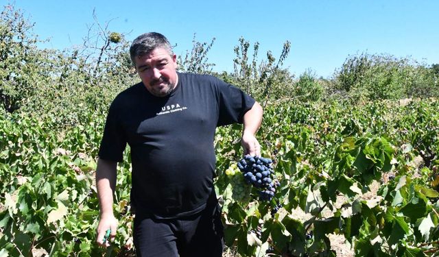 Tekirdağ'da yaşanan kuraklık, üzüm üretimini olumsuz etkiledi