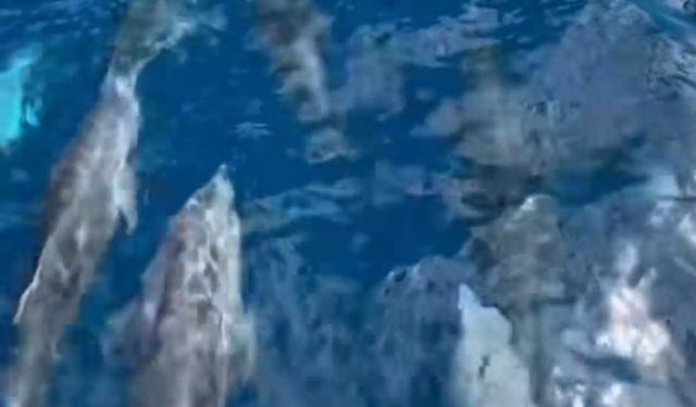 Tekneyle yarışan yunus kameraya yansıdı