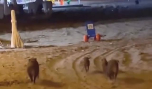 Yaban domuzları sahilde