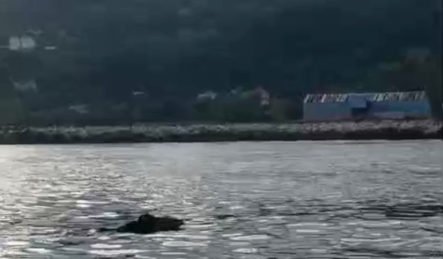 Yaban domuzu denizde yüzerken kameralara yansıdı