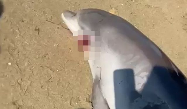 Yalova sahillerinde ölü yunus bulundu