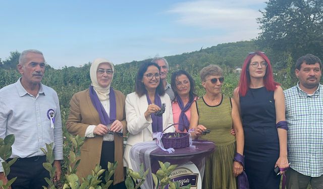 Yalova'da aronya hasadına başlandı