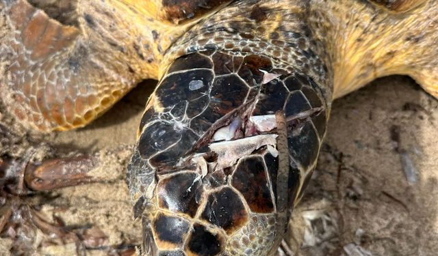 Yaralı Caretta Caretta Tedavi Altında