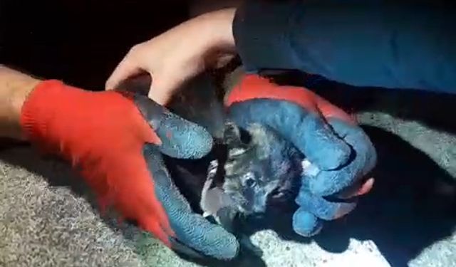 Yavru kediye 'Mazgal' adı verildi