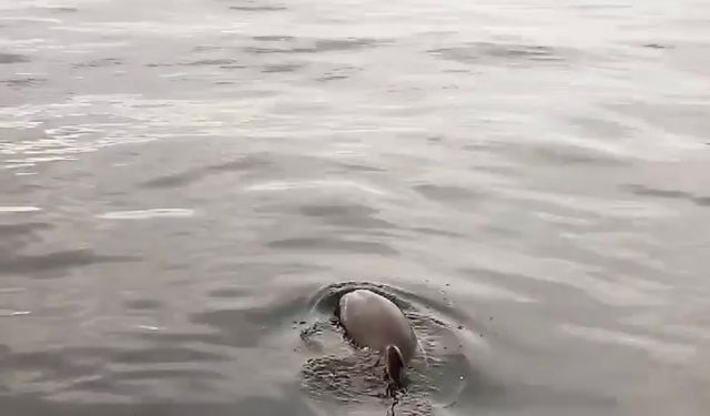 Yunusa ekmek ve domates verdi