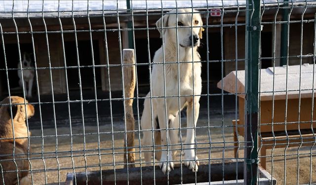 'Belediyeler Hak İhlali Suçu İşliyor'