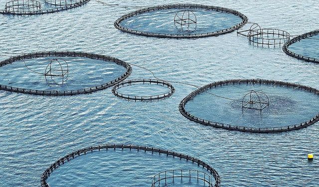 545 milyon dolarlık balık ihracatı