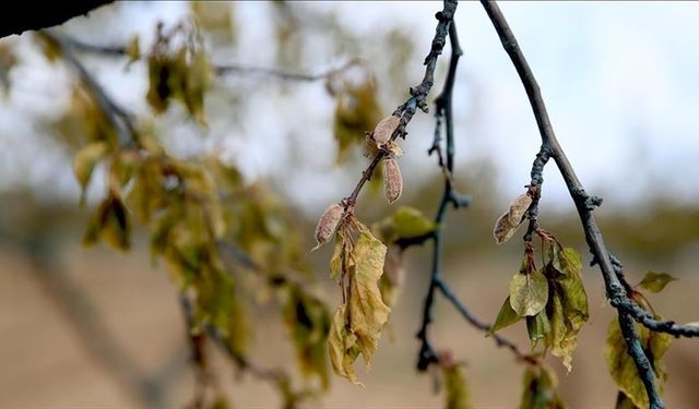 Bakan duyurdu: Zirai dondan etkilenen üreticilere destek ödemesi yapılacak