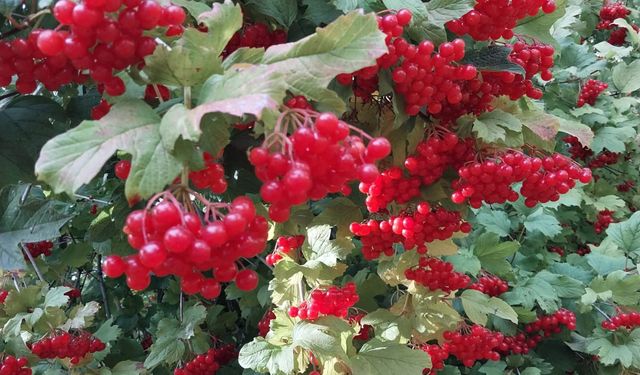 Gemerek'te gilaburu hasadı