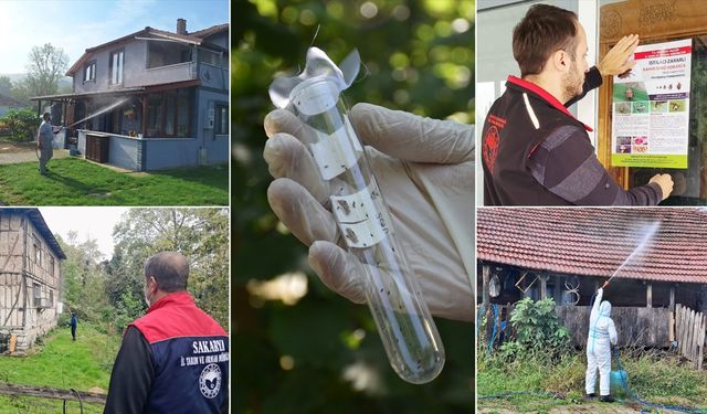 Kahverengi kokarcayla mücadele sürüyor