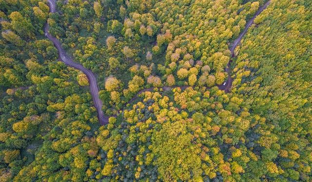 Kastamonu ormanlarında renk cümbüşü