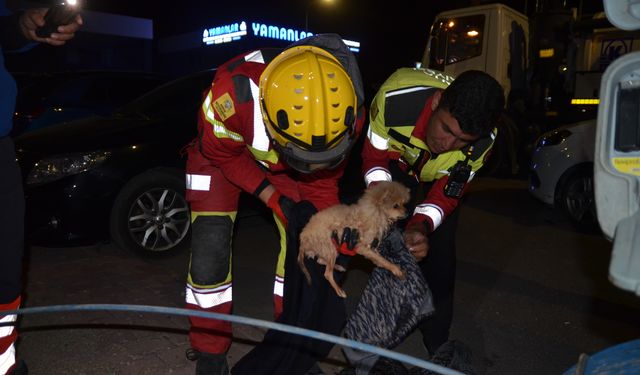 Konya'da kanalizasyon borusuna sıkışan köpek yavrusu kurtarıldı