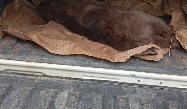 Ağaçta mahsur kalan yavru ayı kurtarıldı