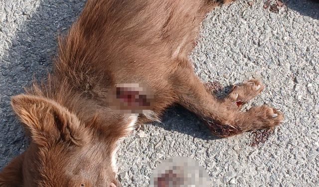 Aracın arkasına bağlanan köpek öldü: Gözaltına alınan şahsa adli kontrol kararı verildi