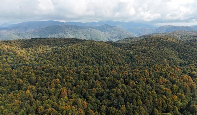 Bolu Dağı'nda sonbahar manzarası