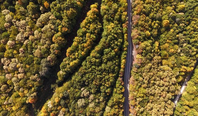 Bolu'da sonbahar renkleri ormanları renk cümbüşüne dönüştürdü
