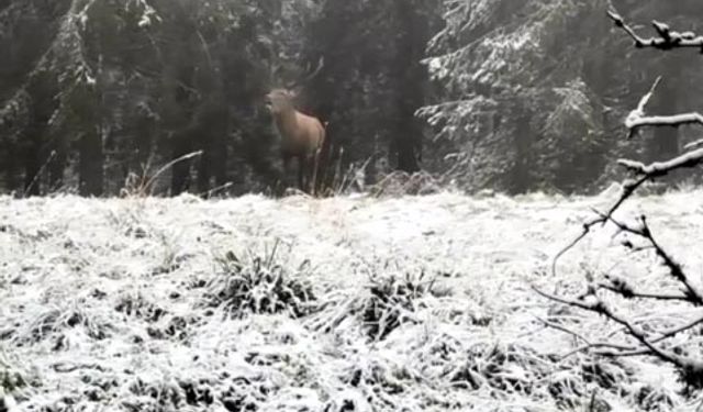 Bolu'daki ormanda kızılgeyik görüntülendi