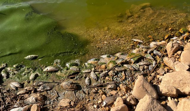 Botan Çayı'nda toplu balık ölümleri yaşandı