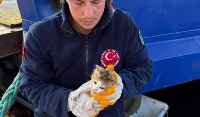 Denize düşen yavru kedileri ekipler kurtardı