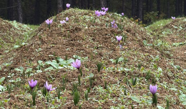 Dünyanın en pahalı baharatının hasadı başladı