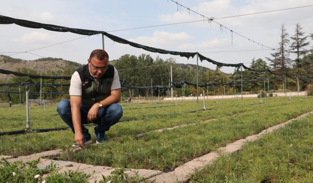 Eskişehir Orman Fidanlığı üretim kapasitesini artırdı