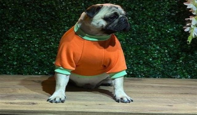 Evcil hayvanlar asla karne hediyesi olmamalı