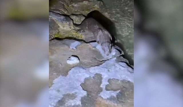 Fırat Nehri'nde tatlı su samuru kameralara yansıdı