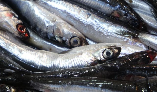 Karadeniz'de Hamsi Popülasyonu Artışta