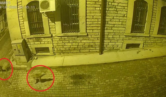 Kastamonu'da Aç Kalan Ayı İlçe Merkezine İndi