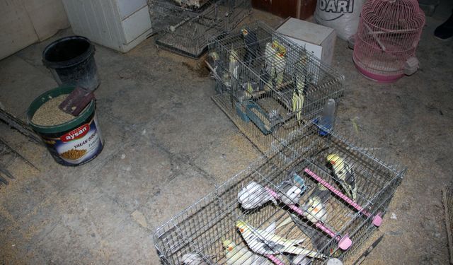 Kırşehir'de yabani kuşlar ele geçirildi