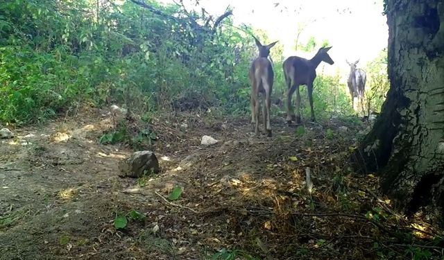 Kızılgeyik ile yavruları fotokapanda