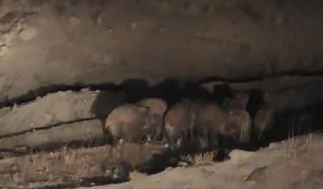 Mahalleye inen domuz sürüsü kamerada