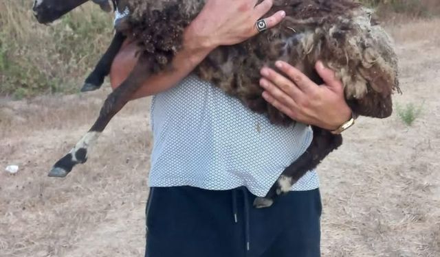 Mesai arkadaşını bıçaklayarak öldürdü