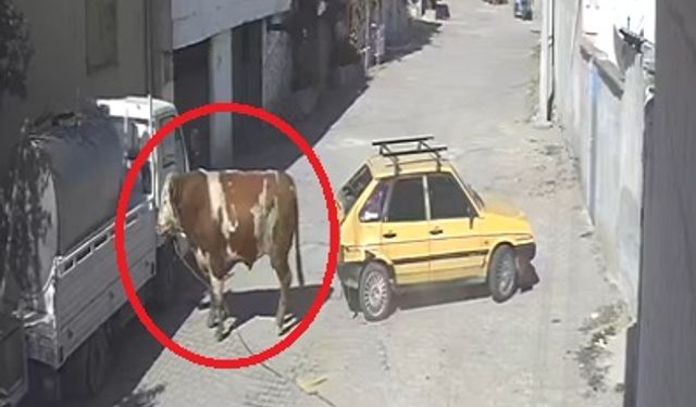 Nevşehir'de Kaçan Boğa, Otomobile Saldırdı