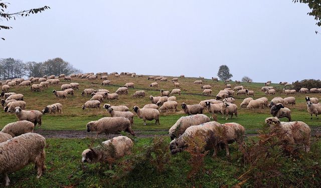 Oğluyla beraber çobanlığa başladı